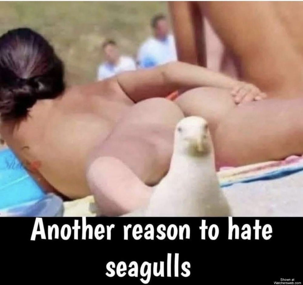 Hate Seagulls #0