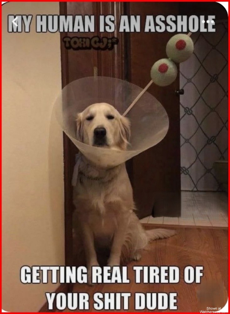 My Human Is An Asshole #0
