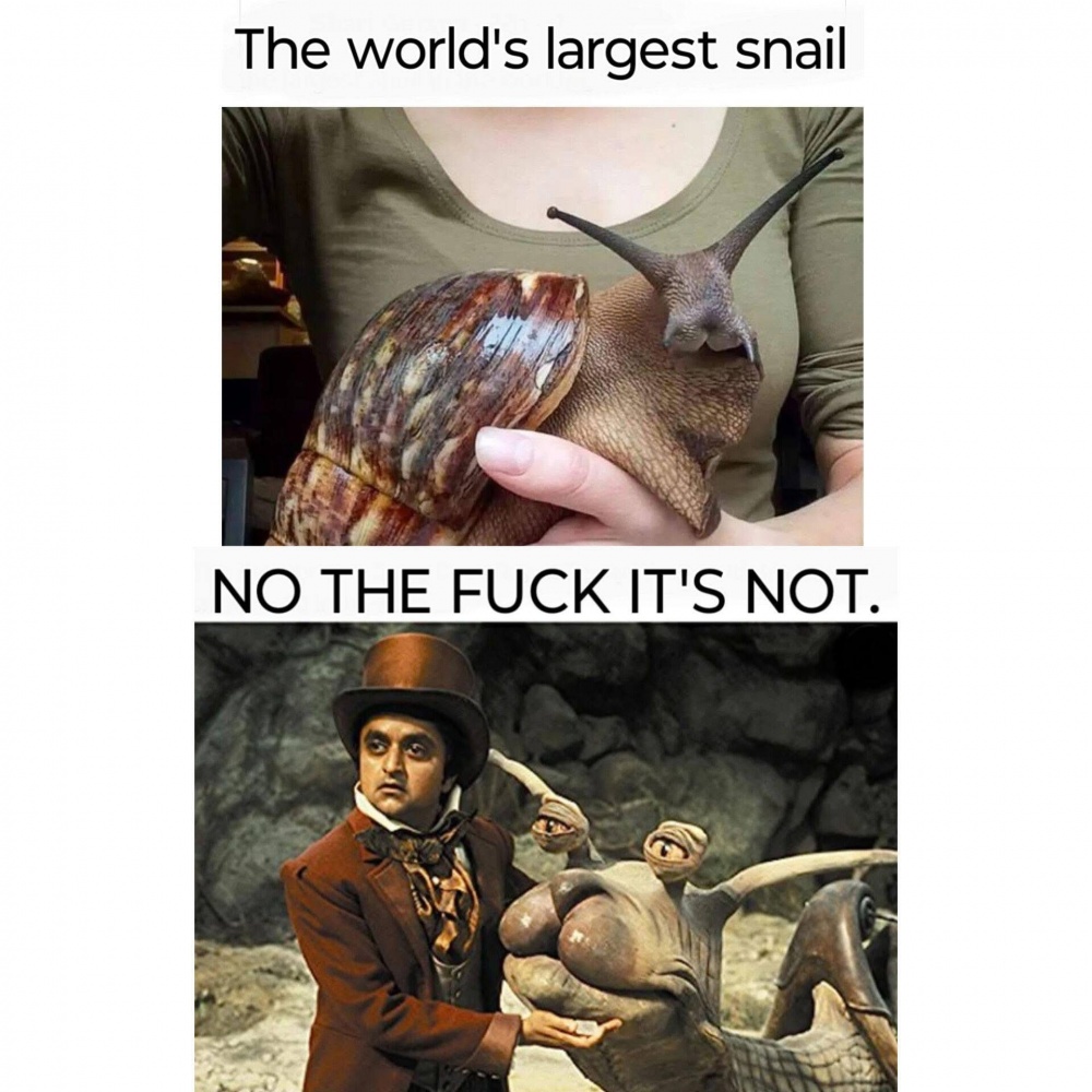 Largest Snail #0
