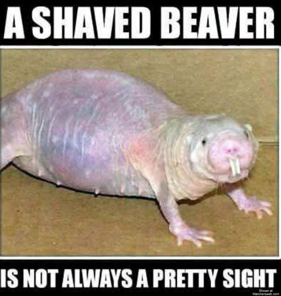 Shaved Beaver #0